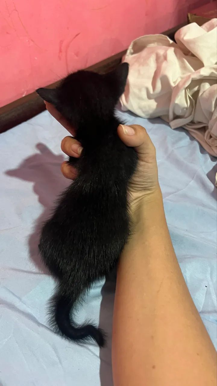 Gatos  - Foto 3