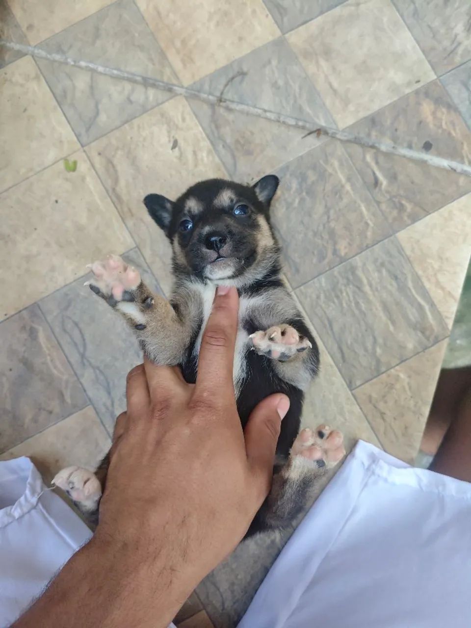 Husky siberiano  - Foto 5