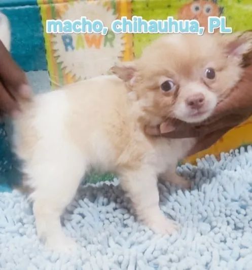 Macho chihuahau  - Foto 2