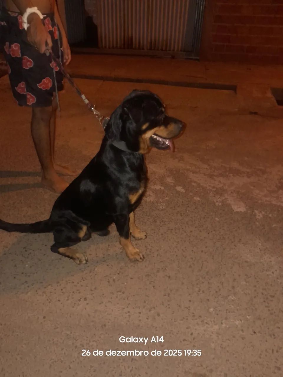 Rotwailler disponível para cruza  - Foto 3