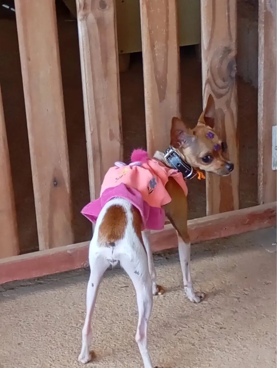Pinscher 1 canela seca  - Foto 3