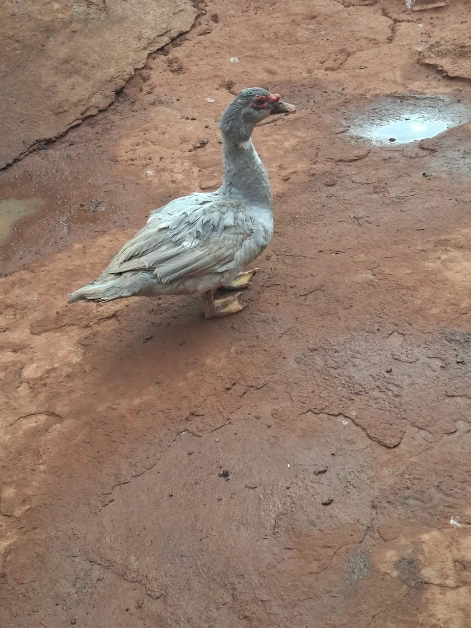 Patos machos - Foto 4