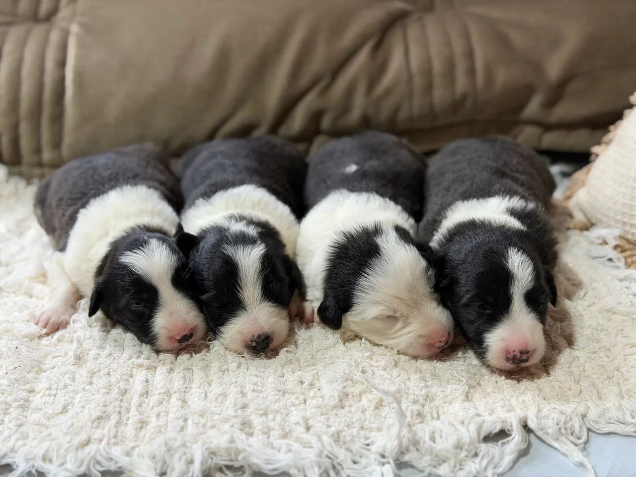 Border collie filhotes - Foto 3
