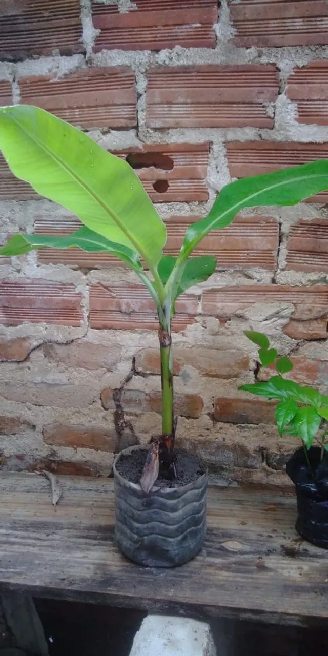 Bananeira prata