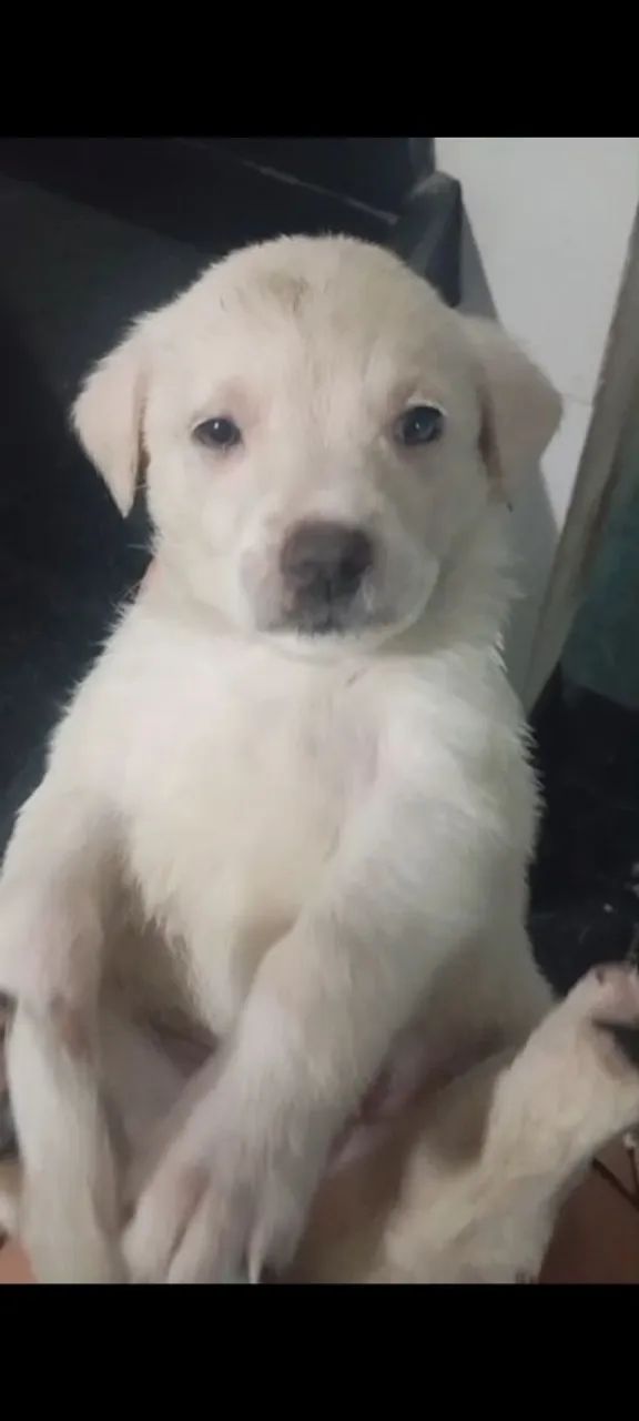 Filhotes de labrador puro  - Foto 4