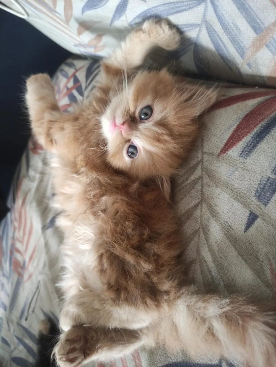 Barbada - Último filhote de Persa com procedência