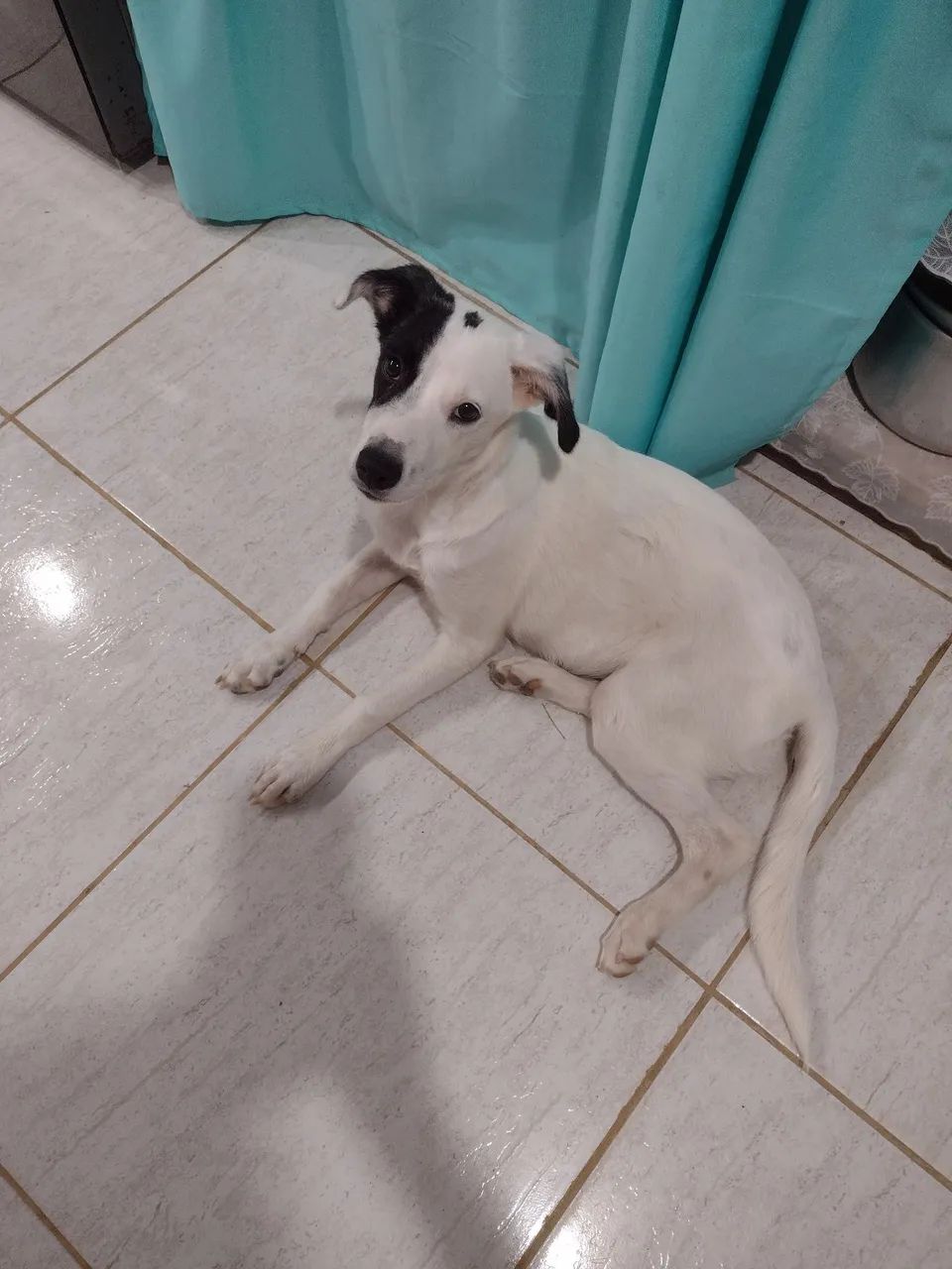 Cachorra pra doação responsável  - Foto 5