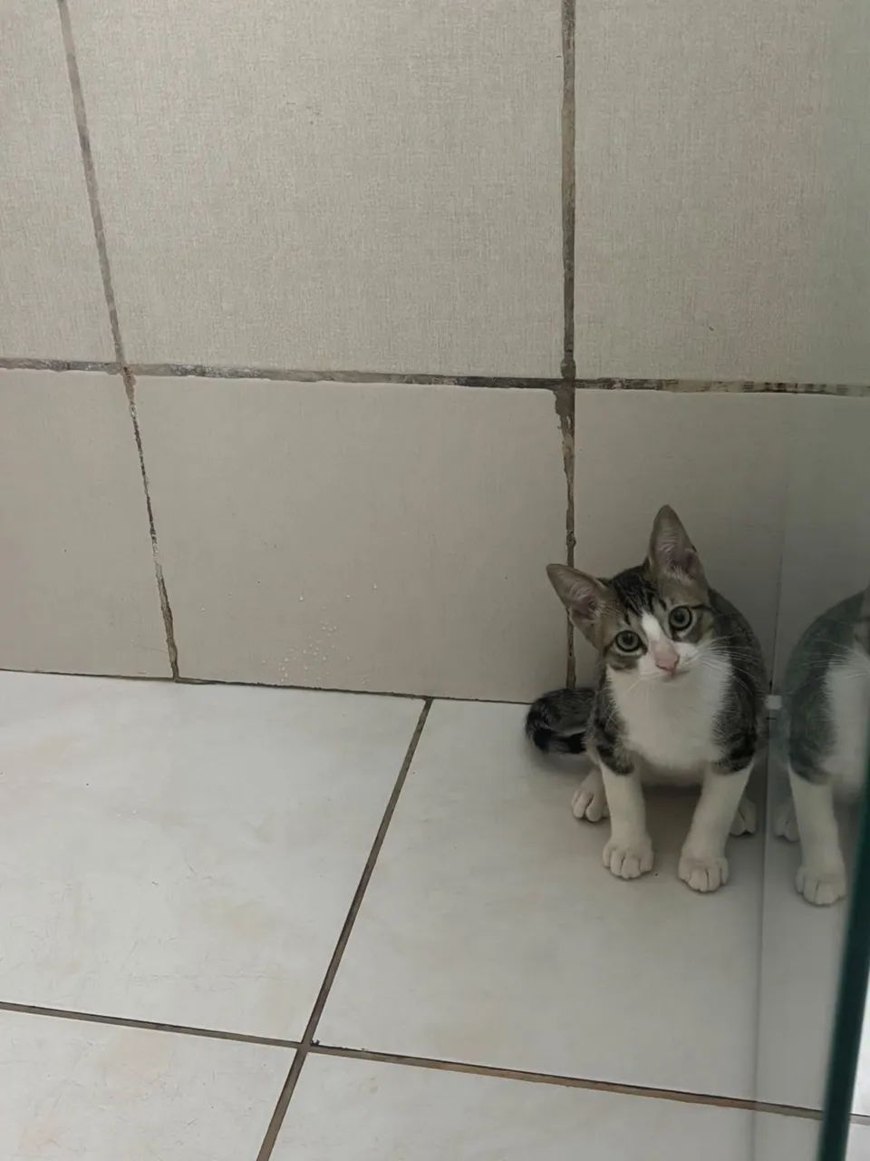 Doação de gato macho, dócil e brincalhão  - Foto 4