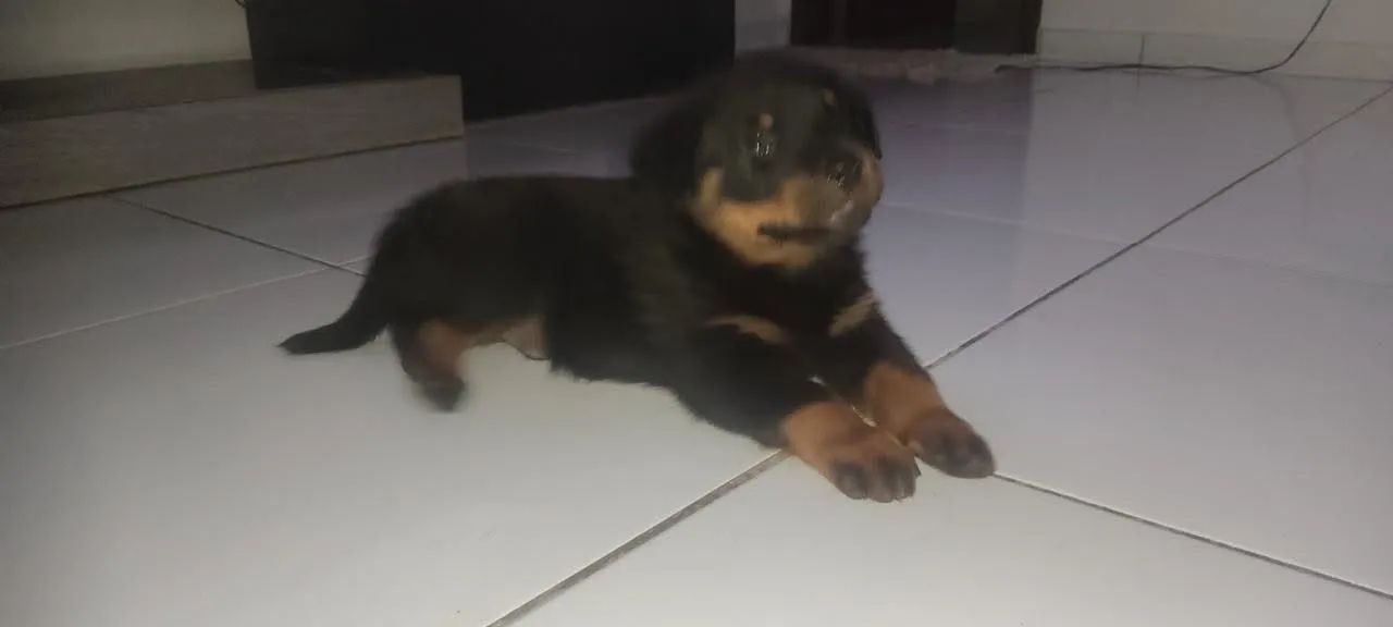Cachorro rotwale  - Foto 4