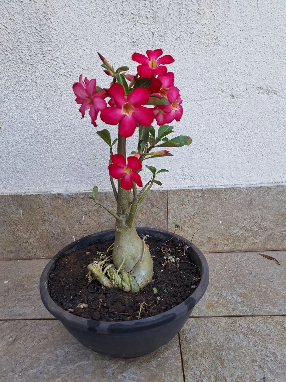 Rosa do deserto 