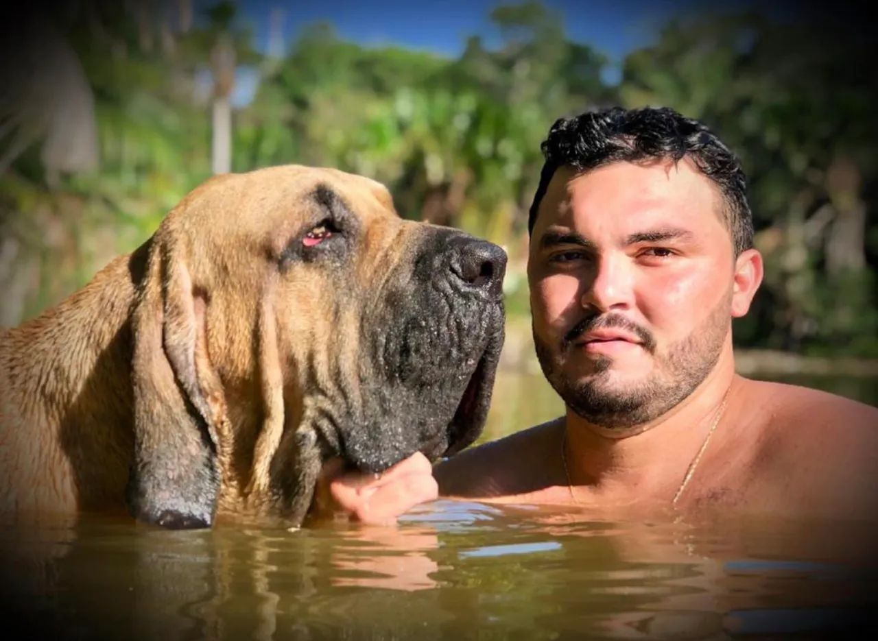 Filhote de fila brasileiro  - Foto 6