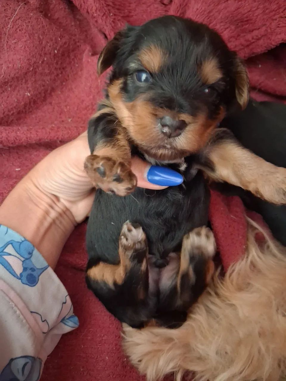 Yorkshire Terrier  - Foto 2