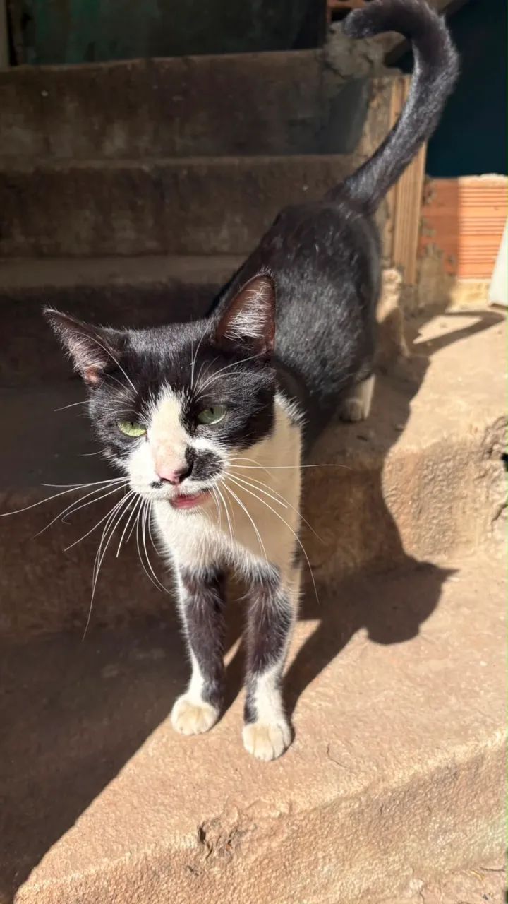 Doação gato - Foto 4