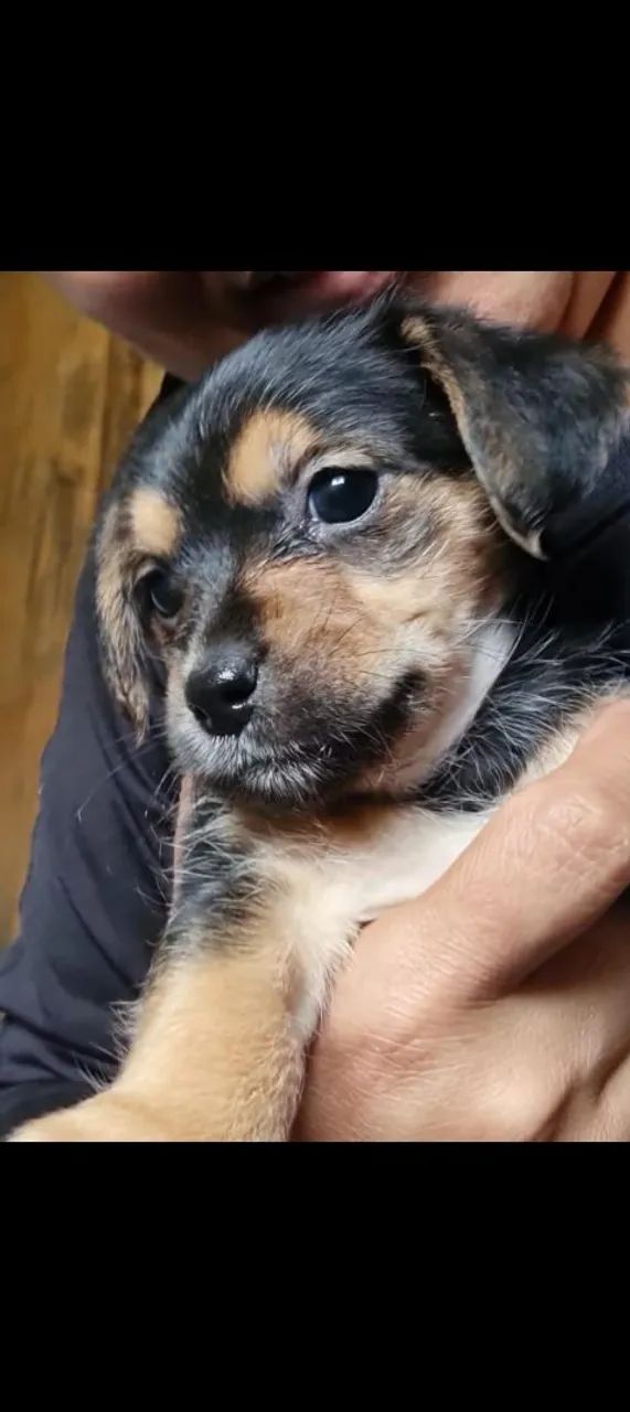 Doa-se cachorrinhos filhotes 