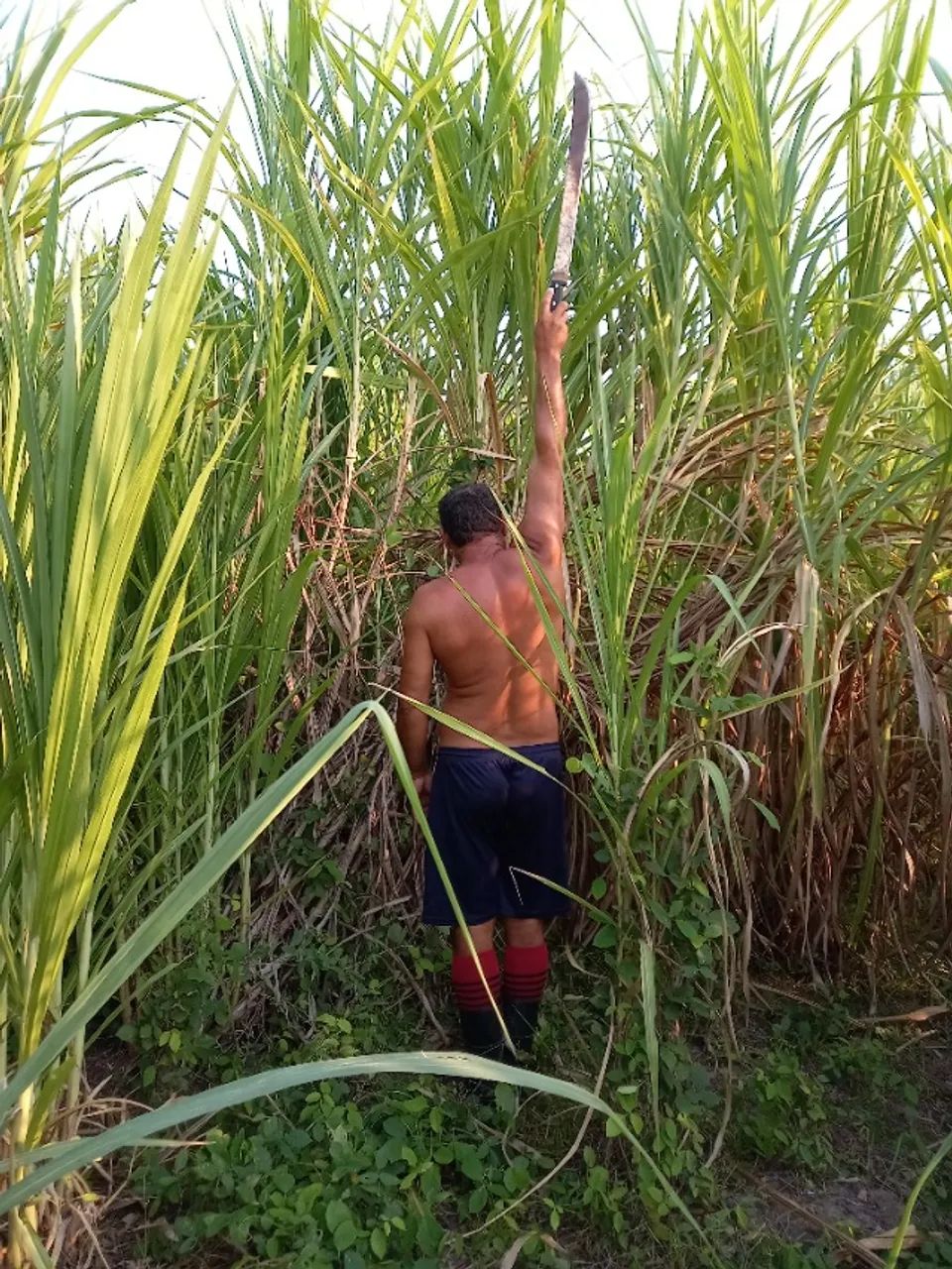 Mudas de capim Açu e cana de açúcar  - Foto 3