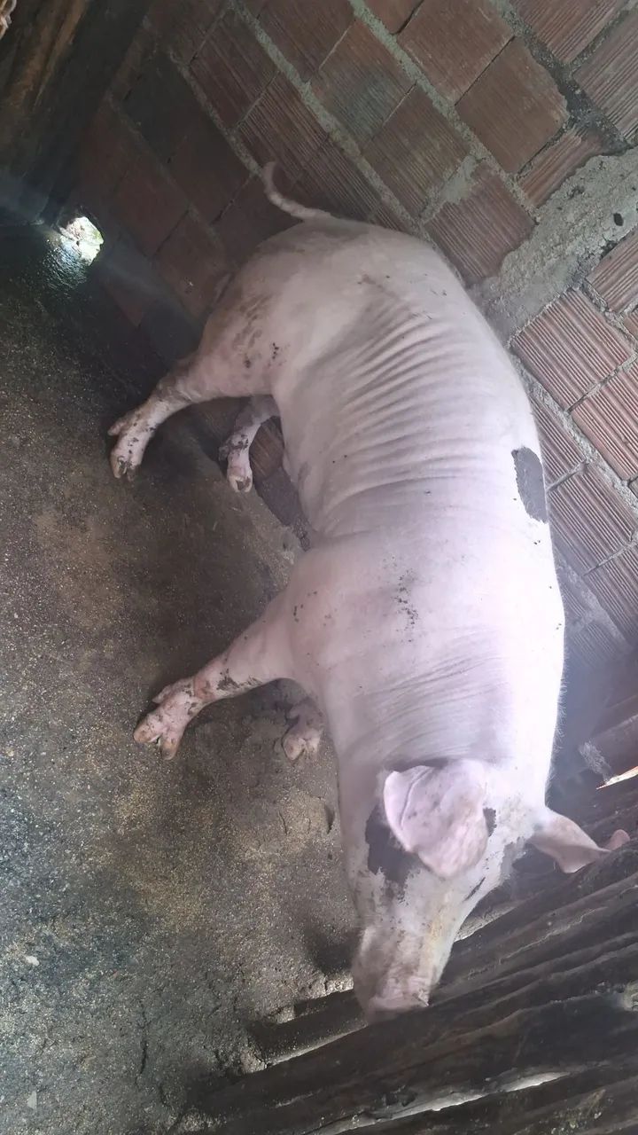 Venda matriz duroc po - Foto 3