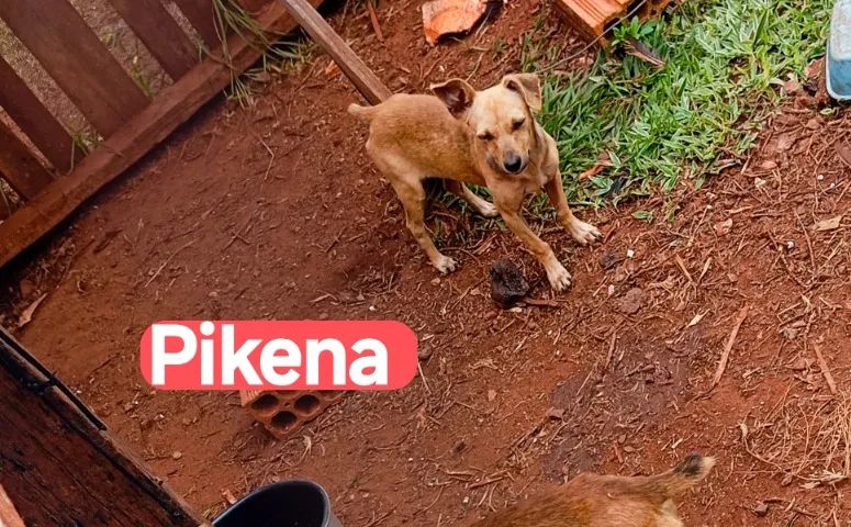 pintcher fêmea 6 meses  - Foto 3