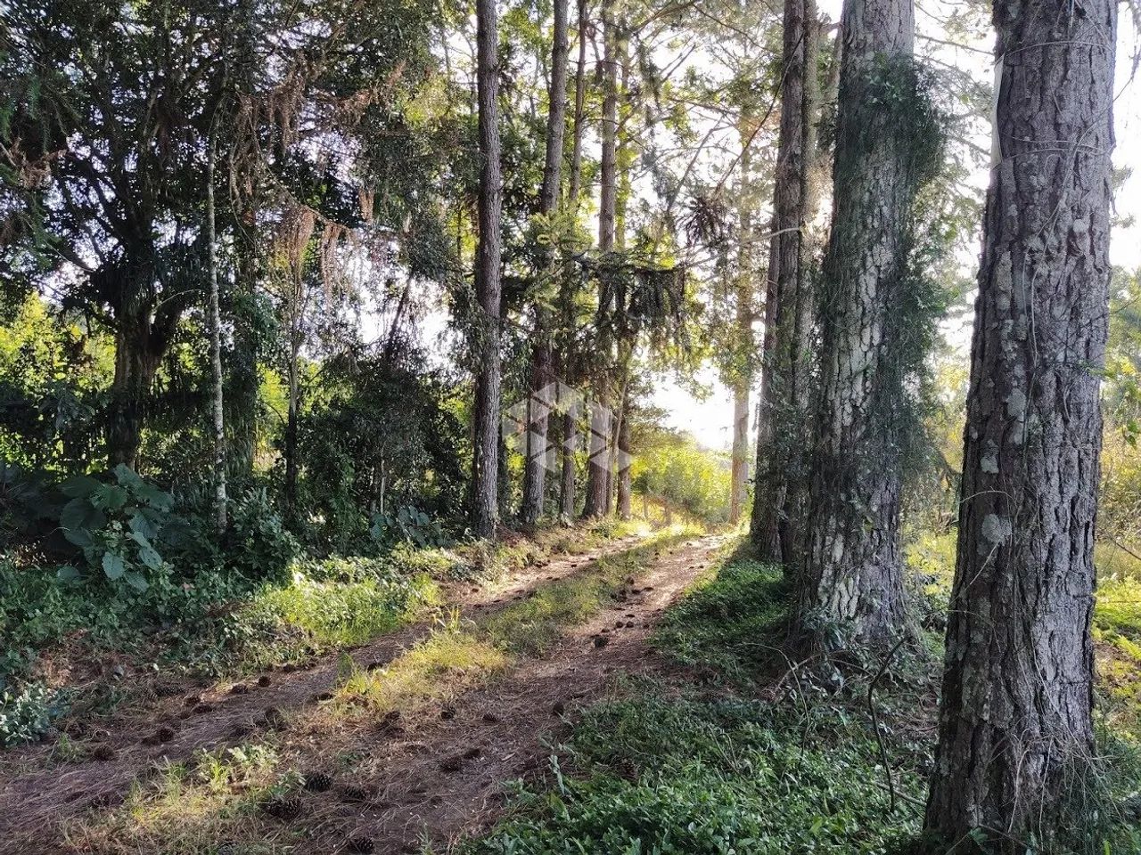 Terra no Vale dos vinhedos - Foto 2
