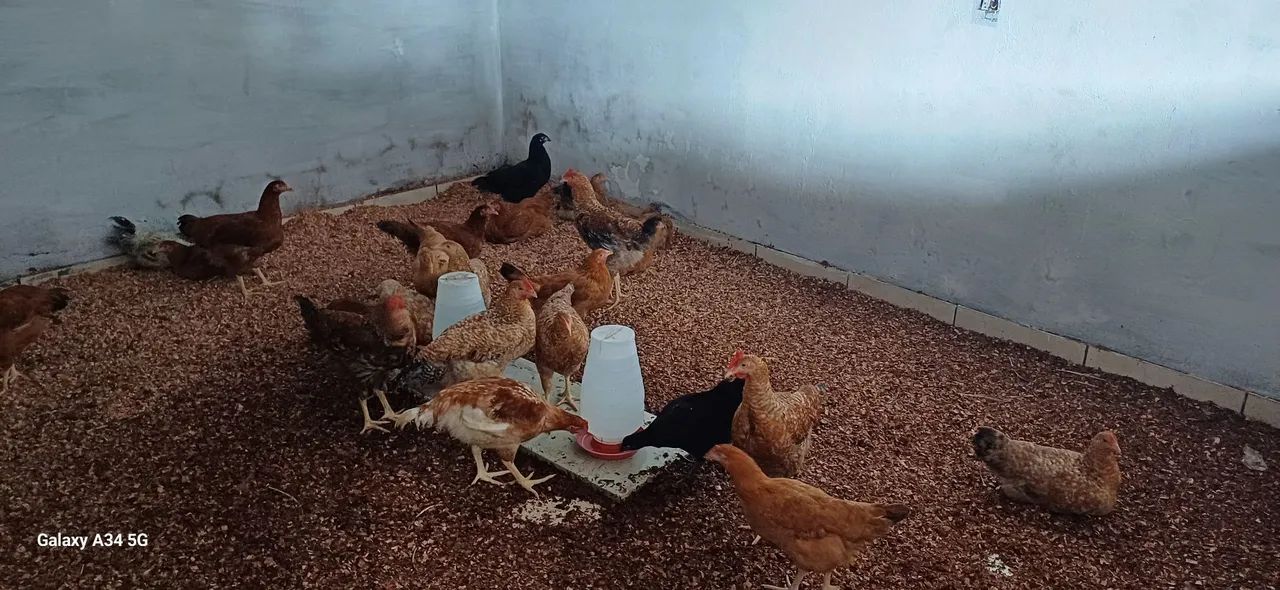Galinha caipira - Foto 4