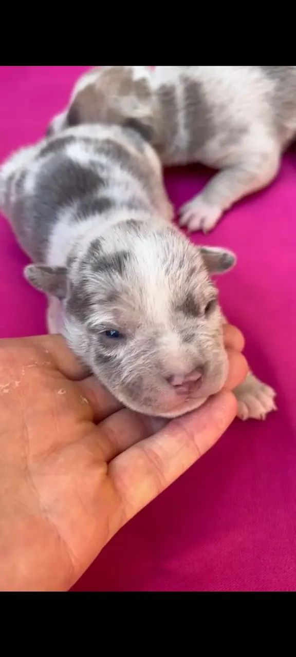 American bully / filhotes - Foto 2