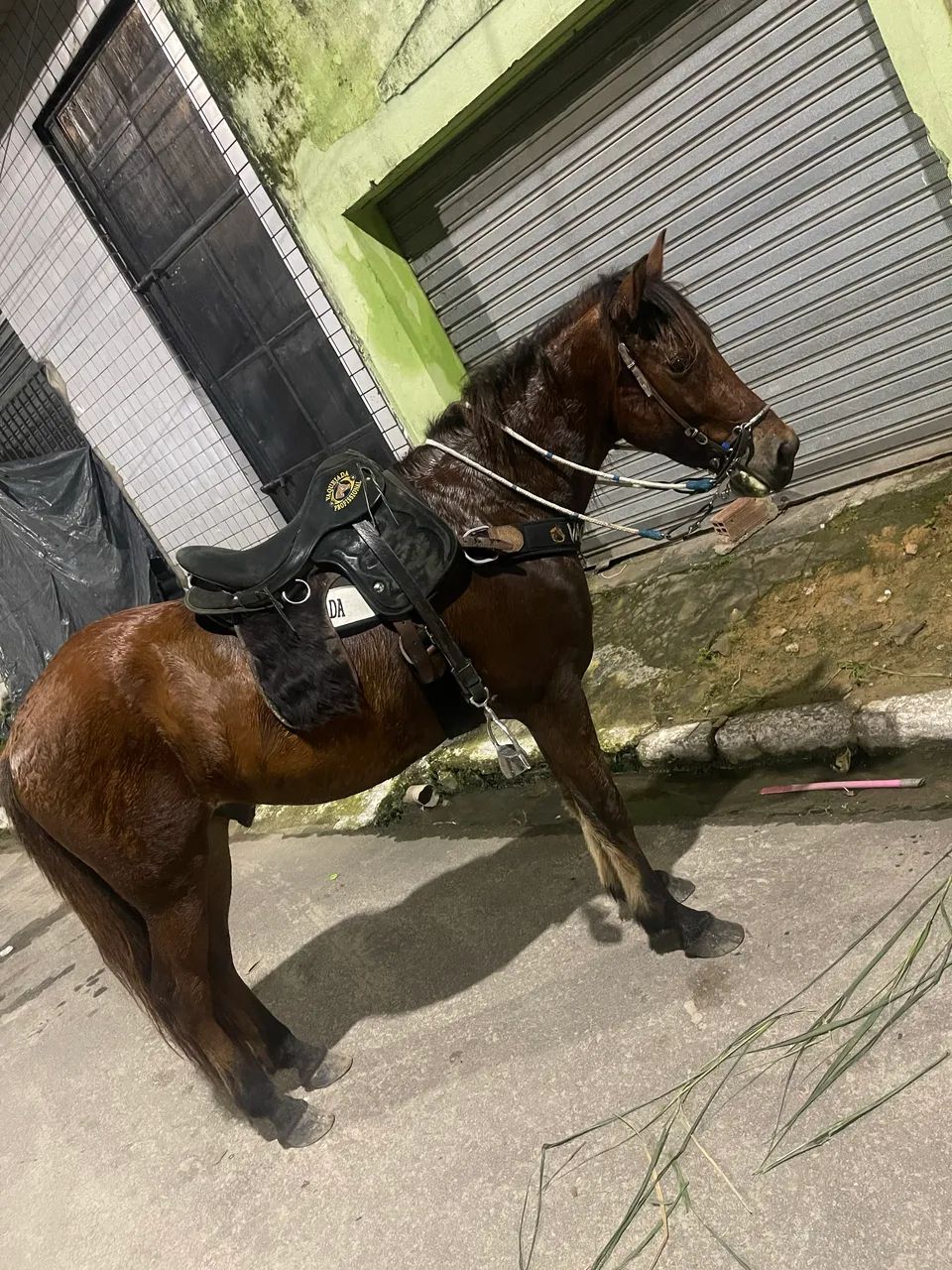Cavalo  - Foto 2