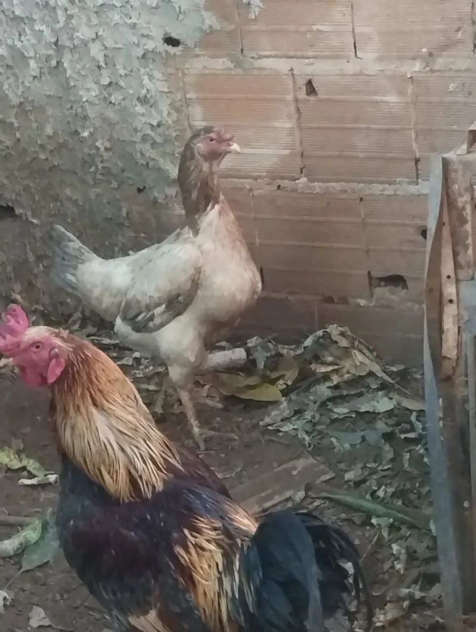 Galinhas caipira  - Foto 2
