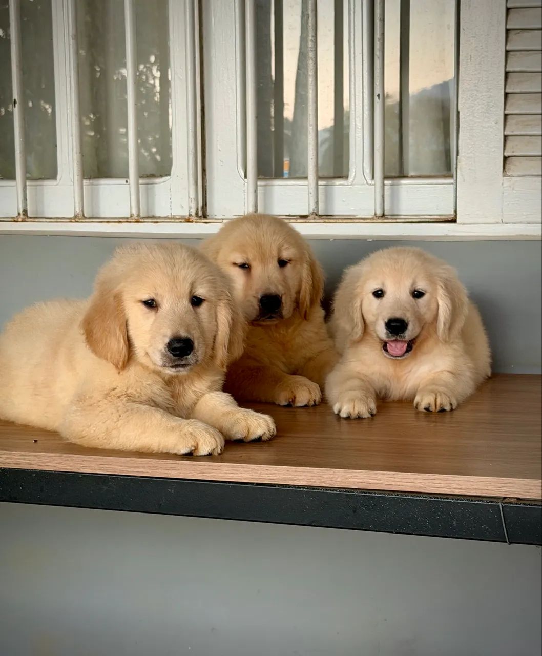Bbs de Golden  - Foto 3