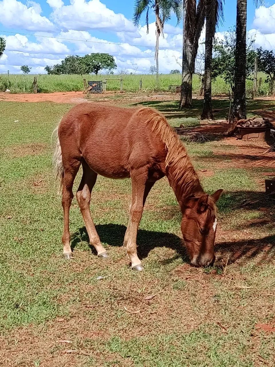 Potro - Foto 2