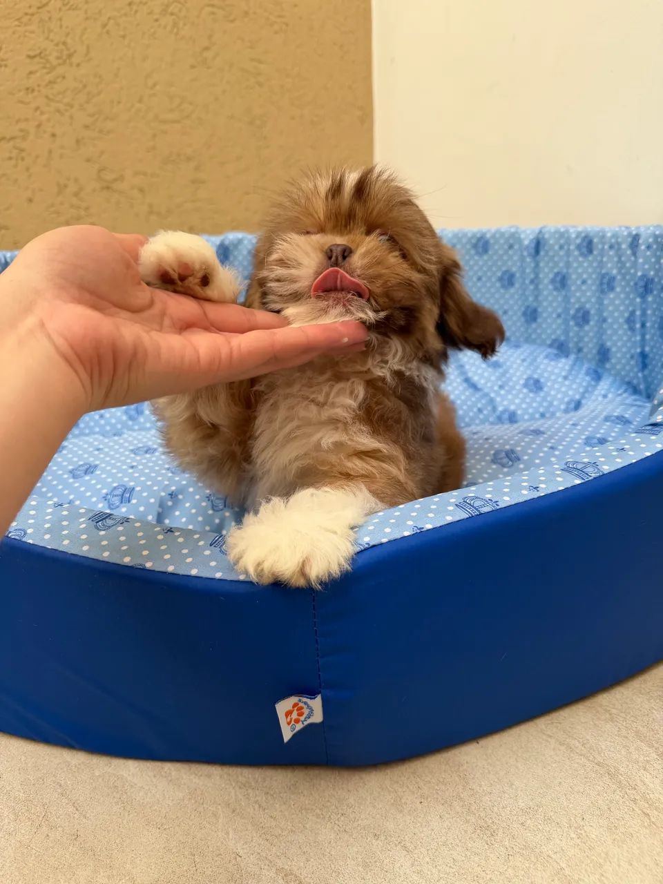 Shihtzu - Foto 4