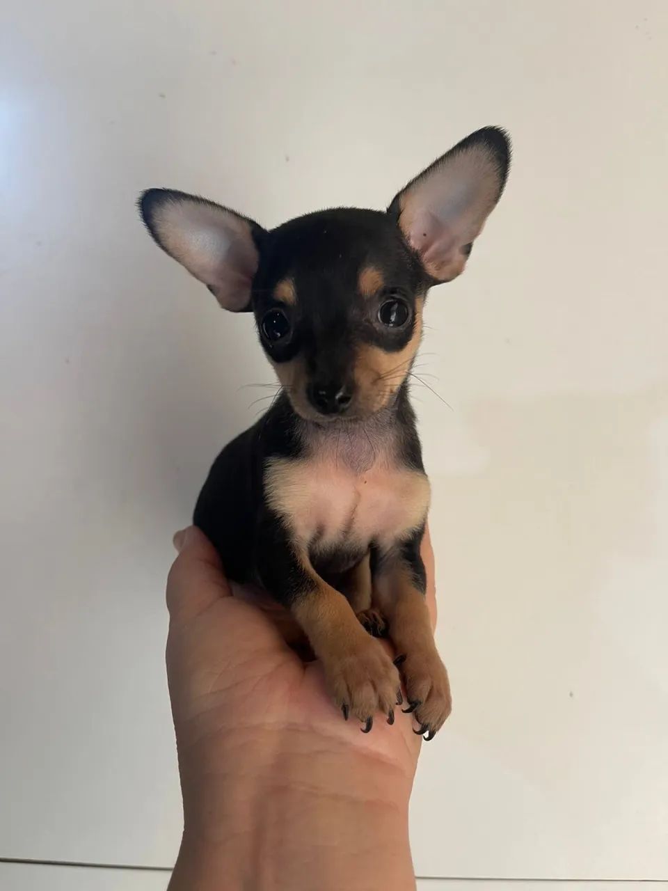 Pinscher  - Foto 2