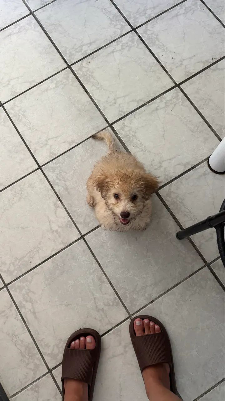 Filhote poodle  - Foto 3