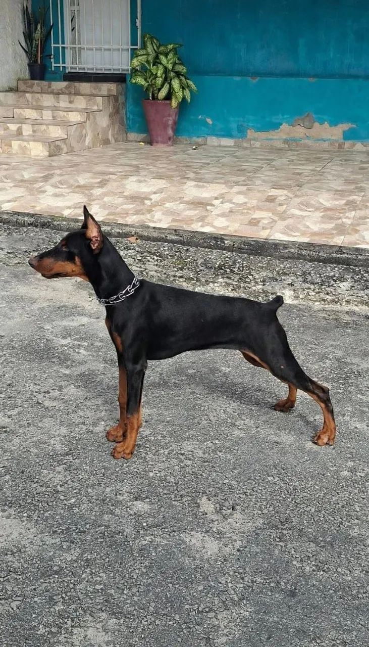 Doberman  - Foto 5