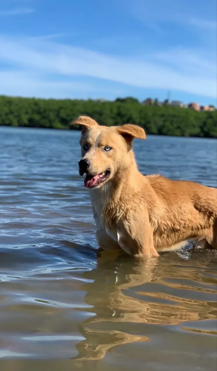 DOAÇÃO DE CACHORRO