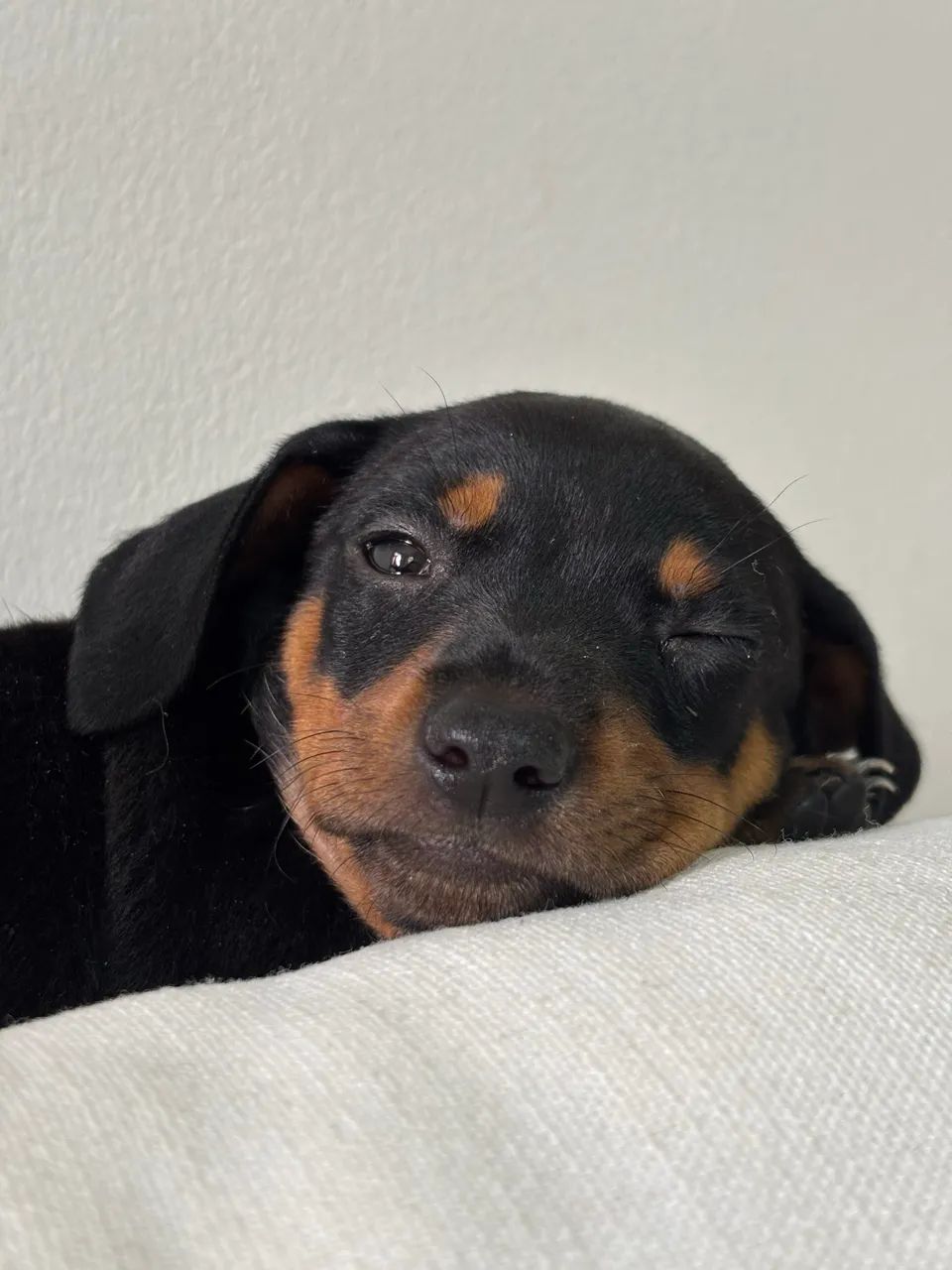 Dachshund Salsichinha fêmea 