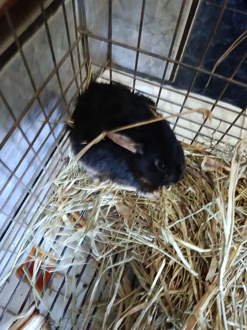Mini coelho  - Foto 5