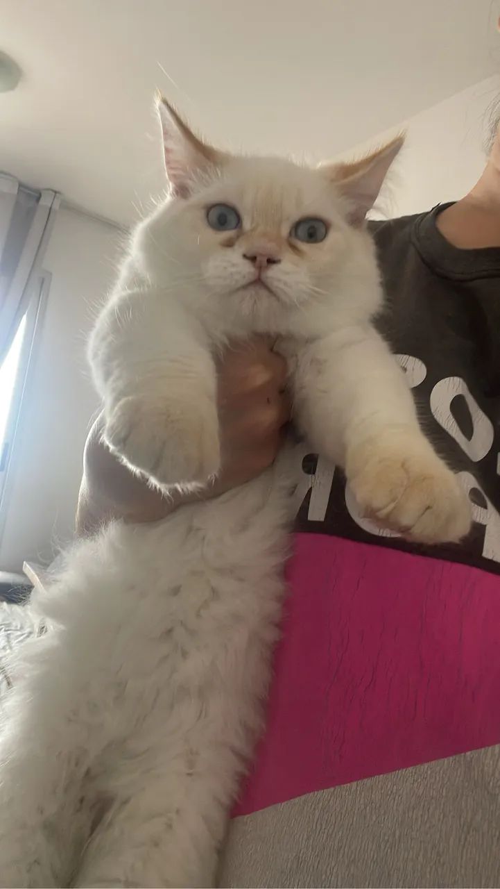 DOAÇÃO GATINHA  - Foto 3