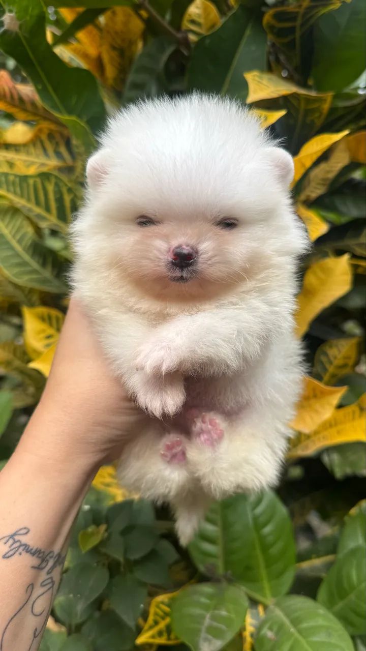 Spitz Alemão Anão - Foto 3