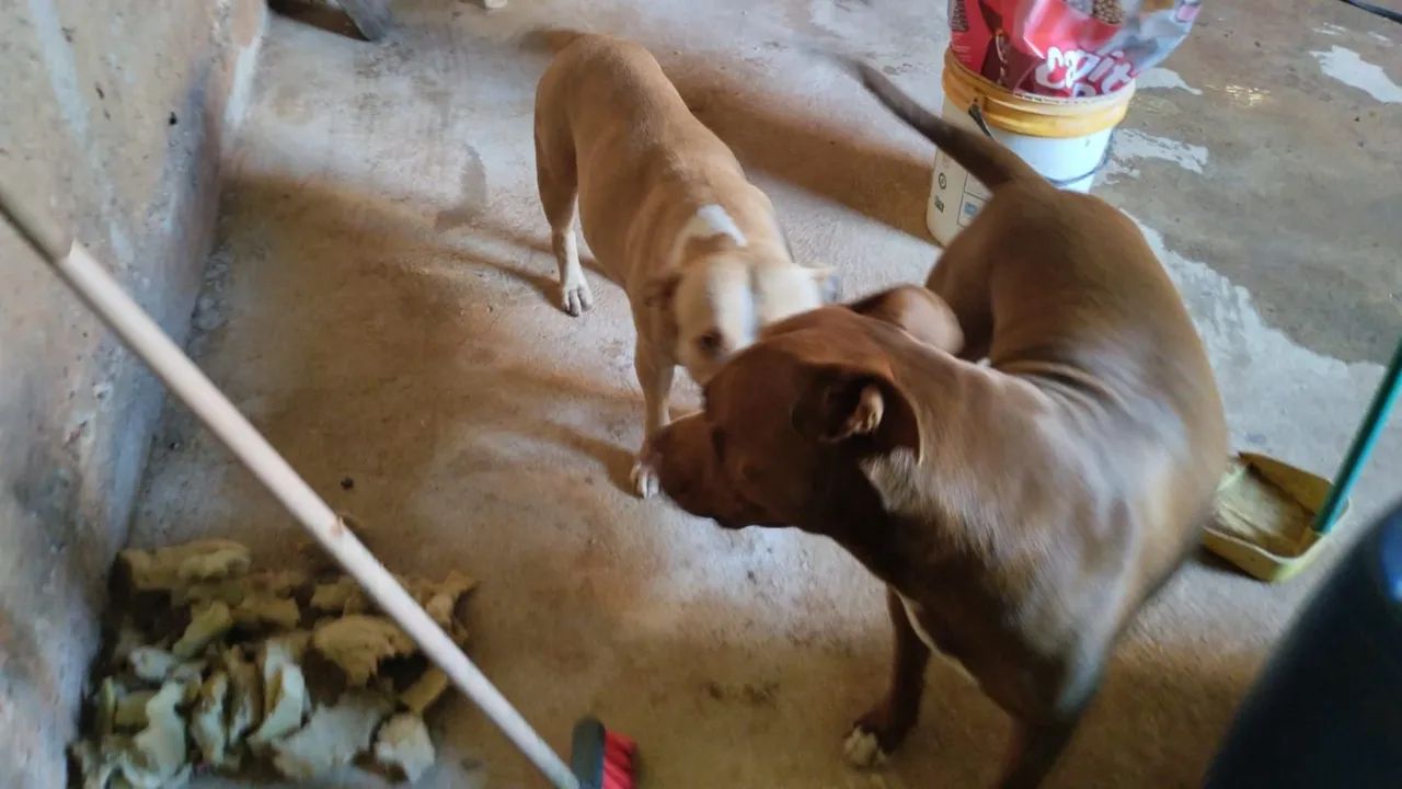 Filhote de pit bul - Foto 2