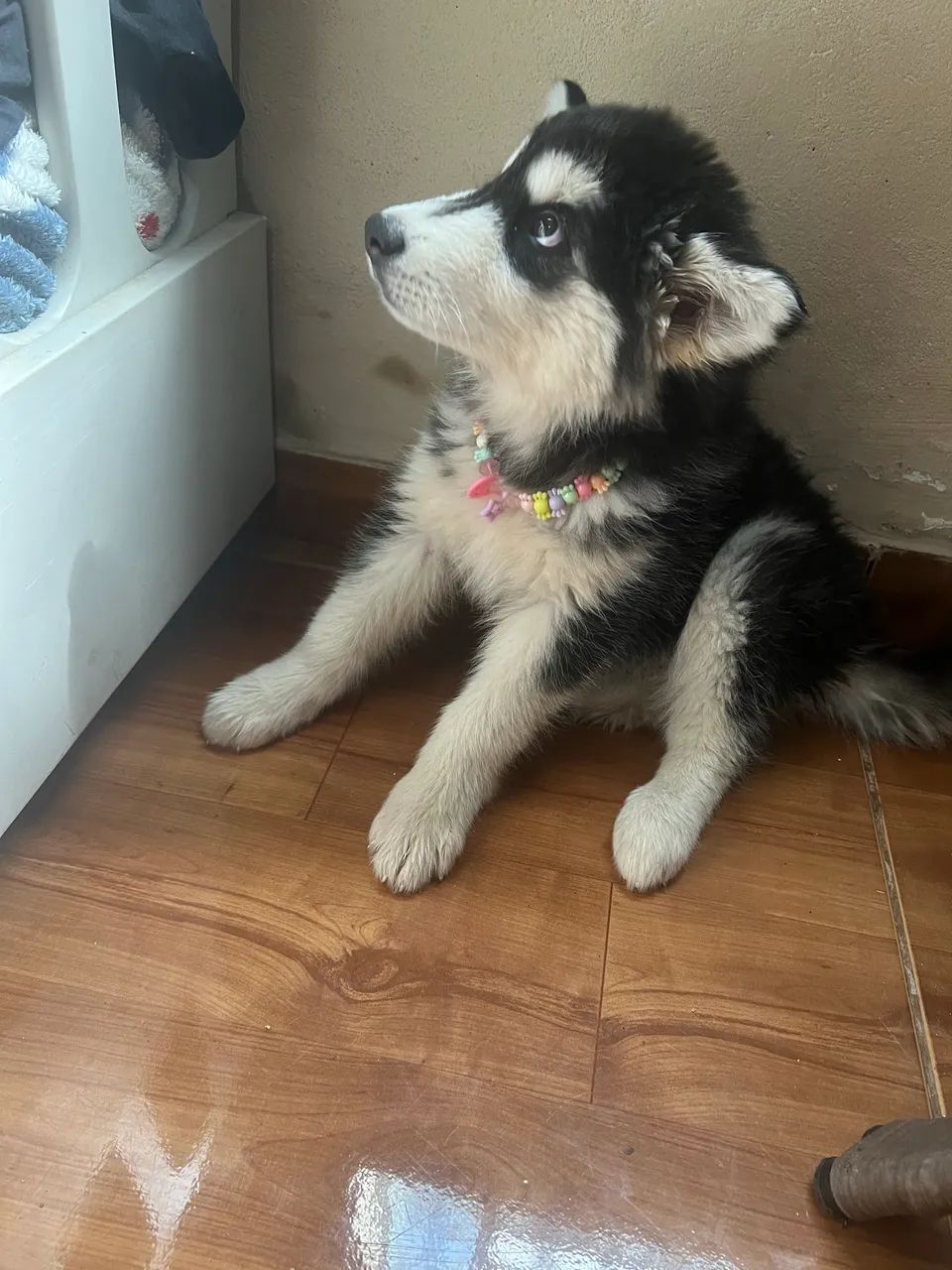 Vendo Hulk Siberiano 