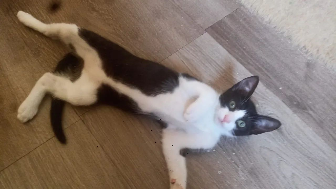 Doação frajolas - Foto 5