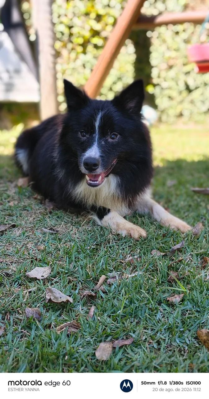 Lindo macho (pedigree CBKC) - Foto 4