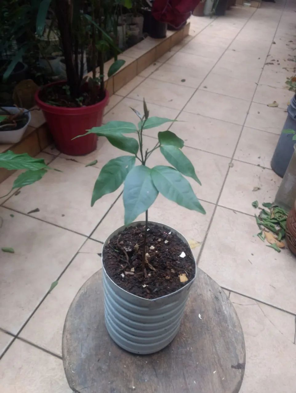 Vendo Mudas de Pitomba - Guarulhos - Foto 2