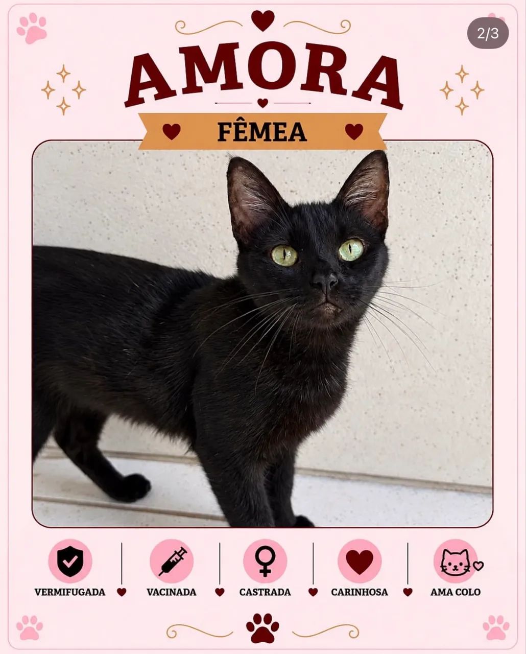 Gata para adoção  - Foto 2