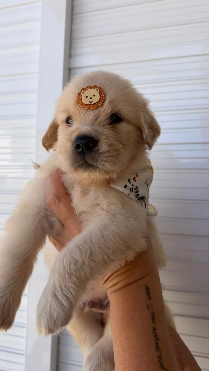 cachorro  - Foto 4