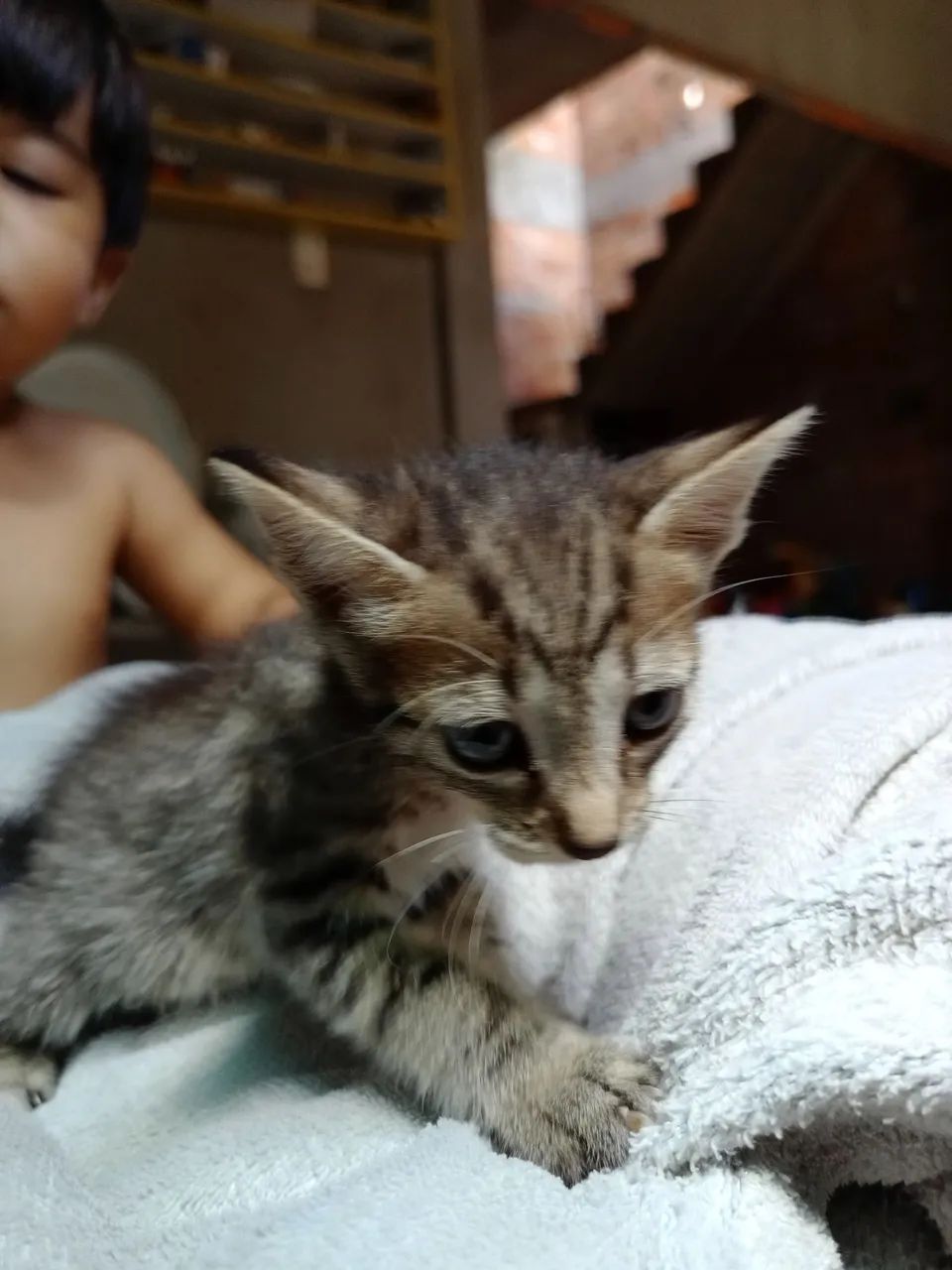 ADOÇ ÃO RESPONSÁVEL GATINHA - Foto 2