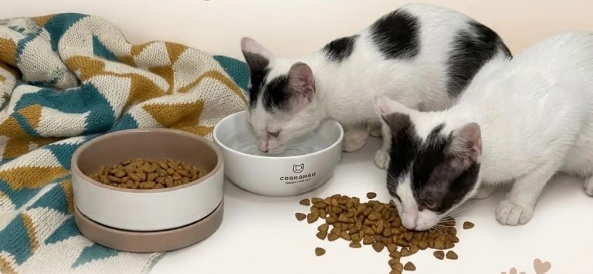 Adoção responsável gatos  - Foto 2