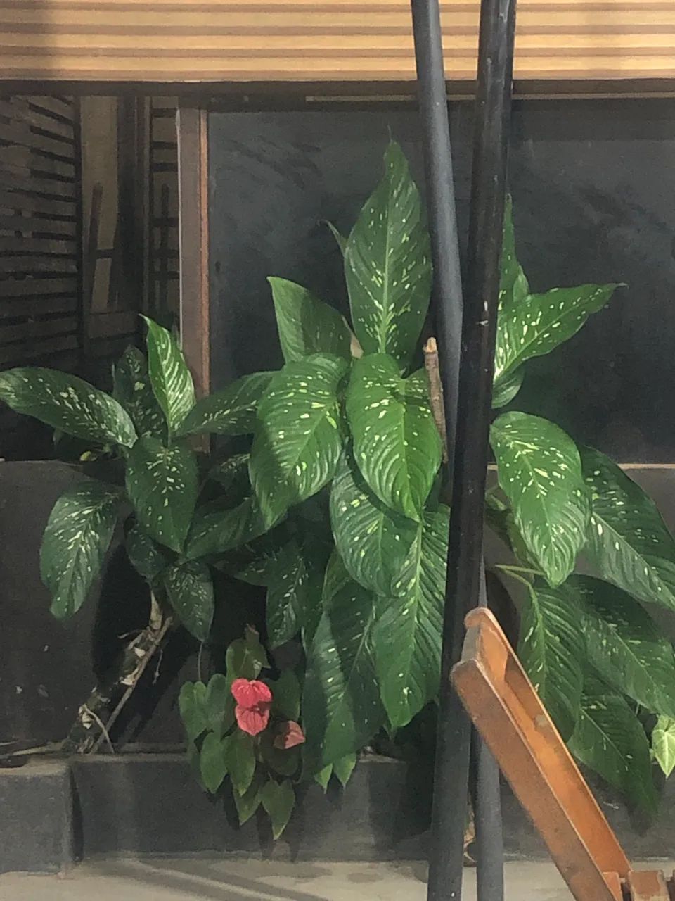 Vendo planta  - Foto 2