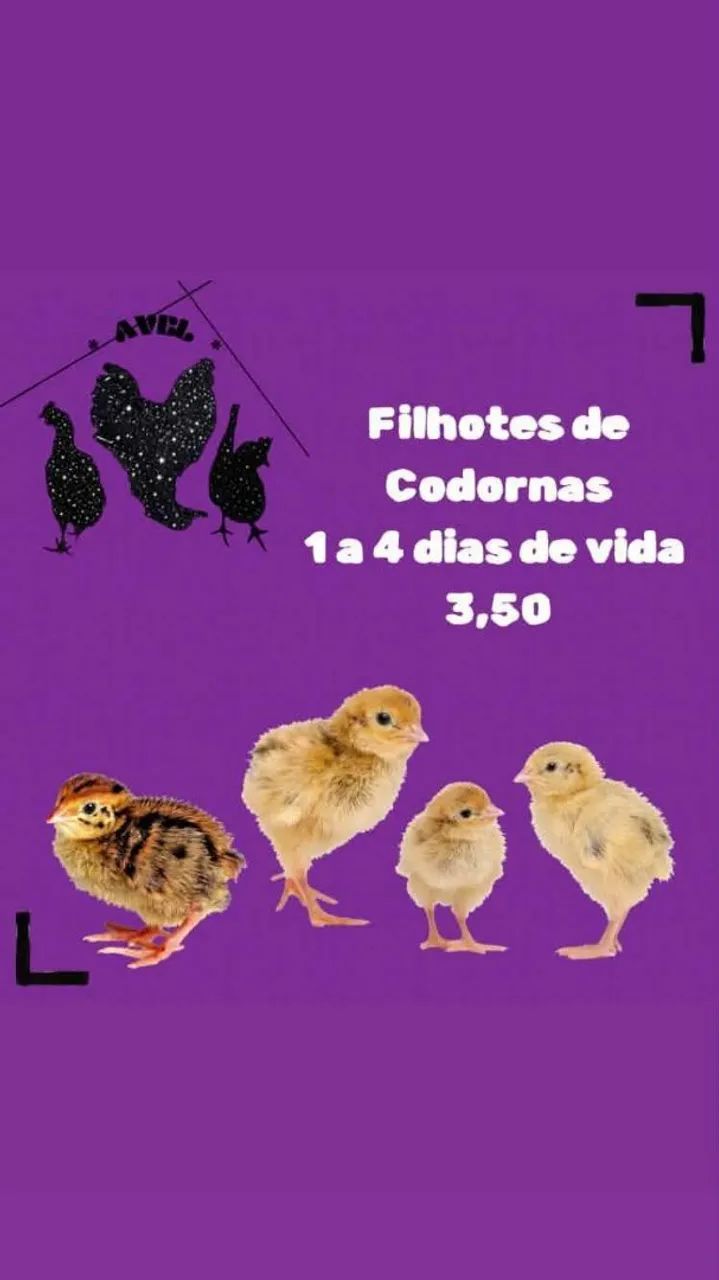 Pintinhos de Codorna
