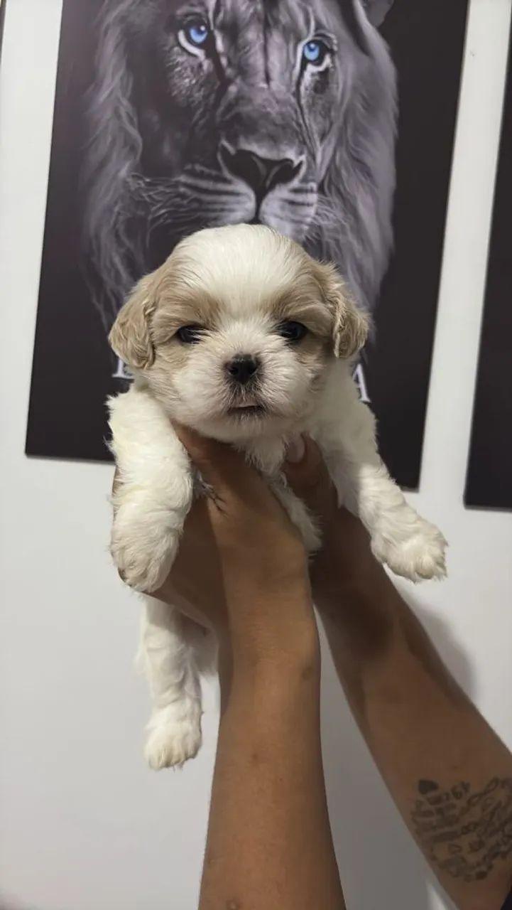 Shih-tzu - Foto 2