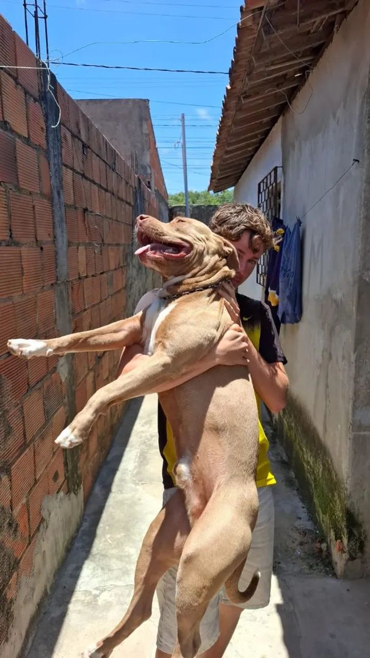Filhote de Pit bull - Foto 5